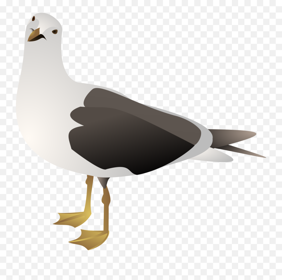 Seagull - Transparent Background Seagull Clipart Png,Seagull Png