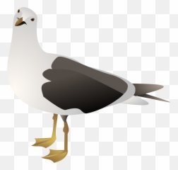 Seagull - Transparent Background Seagull Clipart Png,Seagull Png