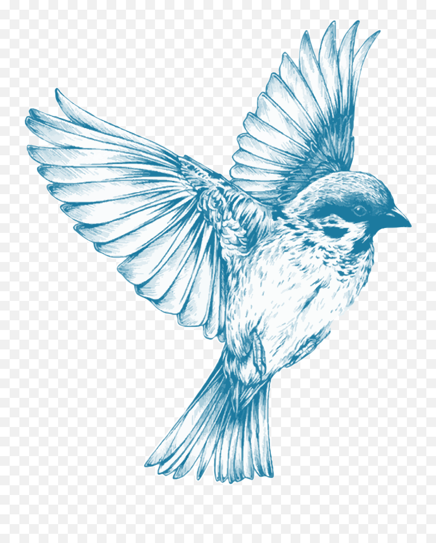 Download - Blue Bird Drawing Png,Sparrow Png