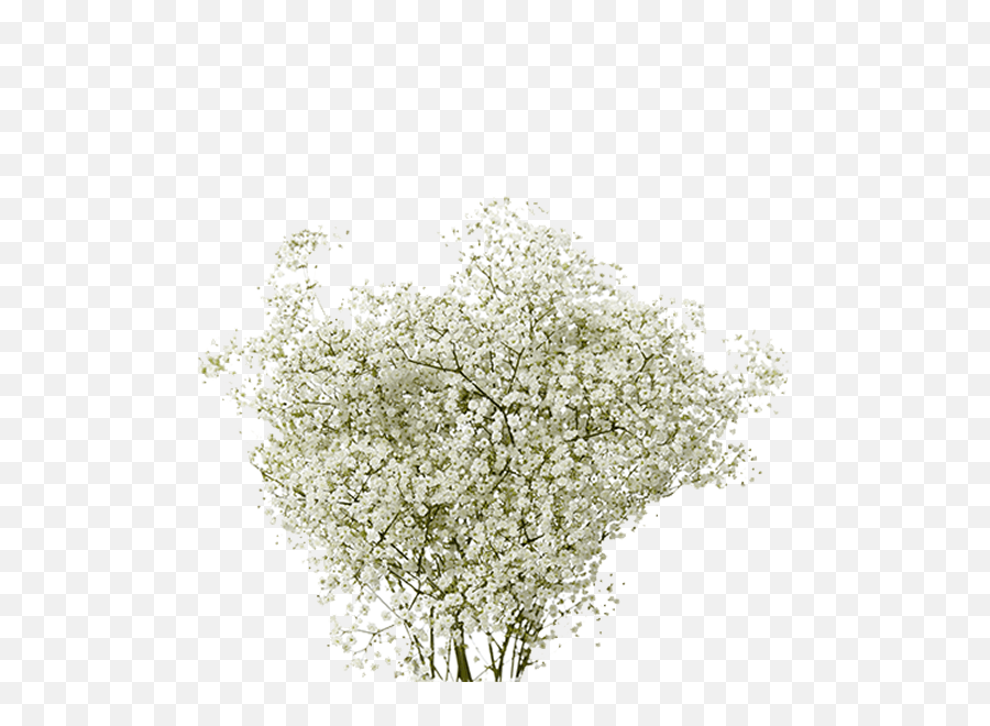 Full Size Png Image - Transparent Breath Png,Baby's Breath Png