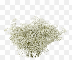 Full Size Png Image - Transparent Breath Png,Baby's Breath Png