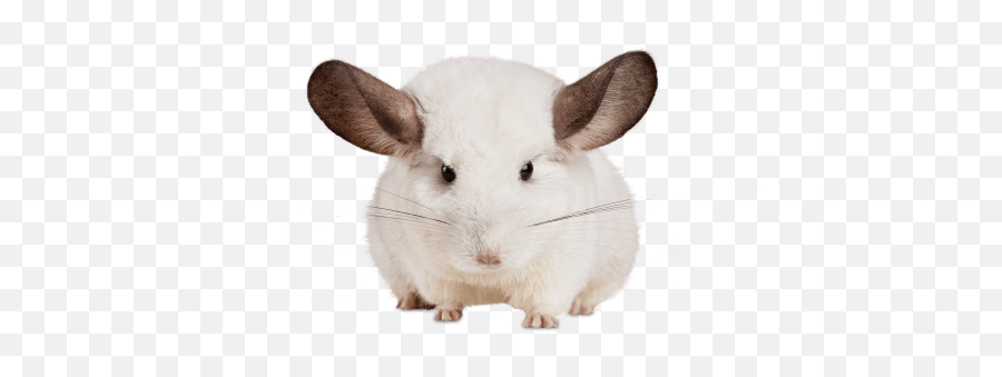 Chinchilla - Much Are Chinchillas At Petco Png,Chinchilla Png