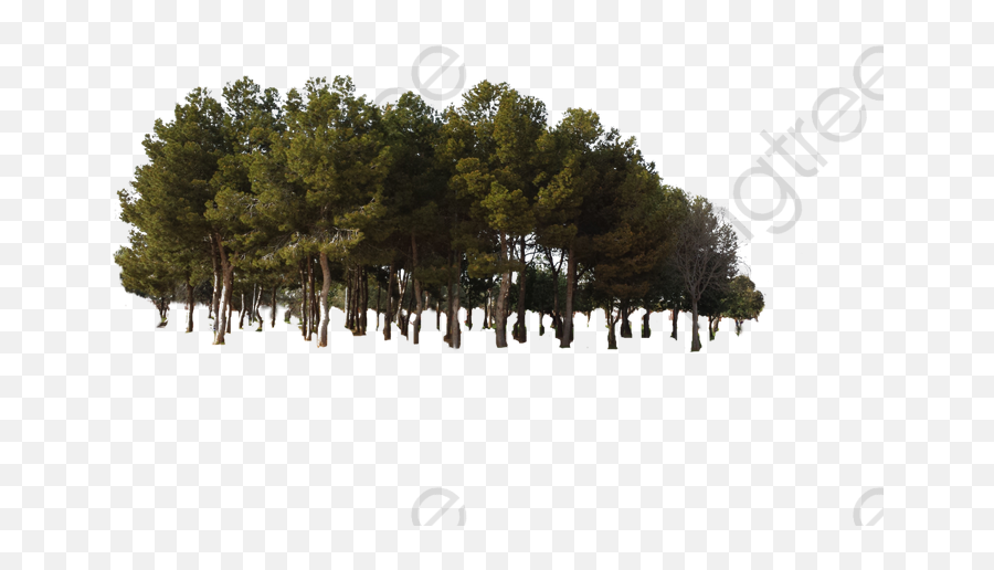 Deciduous Trees Png - Jungle Tree Woods Clipart Tree Transparent Forest Trees,Forest Clipart Png