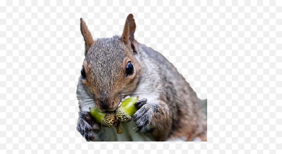 Squirrel Transparent Image Png Play - Squirrel Acorn,Squirrel Transparent