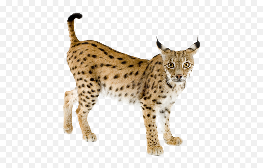 Lynx High Quality Png - Iberian Lynx Png,Lynx Png