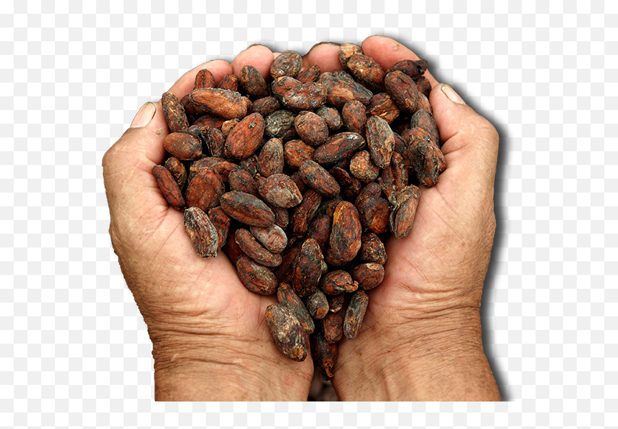 Cacao Png Images Free Download - Cacao De Costa Rica,Cacao Png