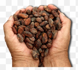 Cacao Png Images Free Download - Cacao De Costa Rica,Cacao Png