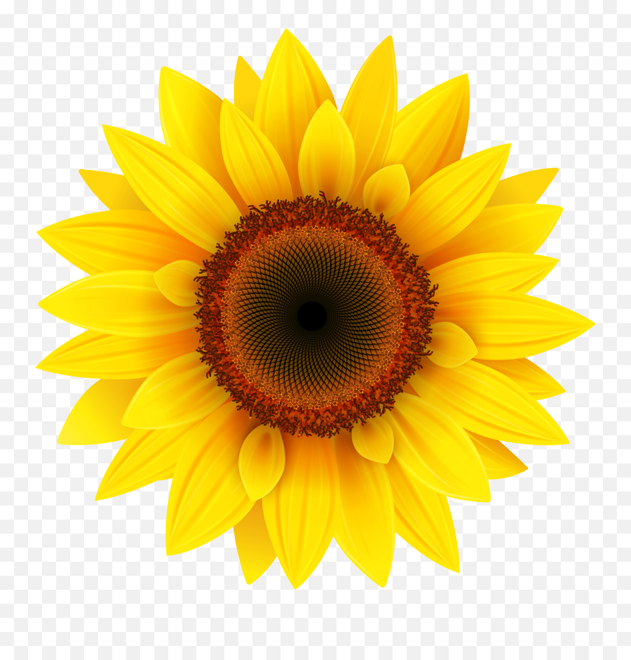 Sunflowers Tumblr Transparent Png - Sun Flower Png,Sunflower Transparent Background