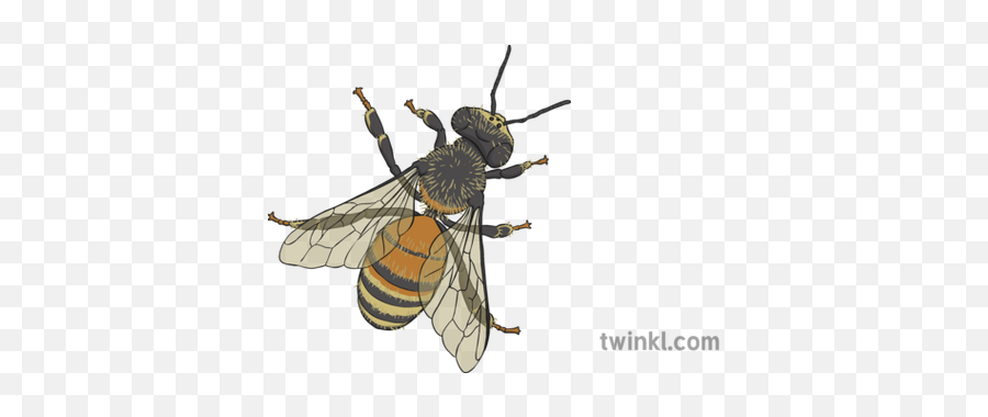 Honey Bee Illustration - Twinkl Insects Png,Honey Bee Png