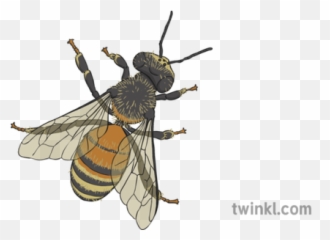 Honey Bee Illustration - Twinkl Insects Png,Honey Bee Png