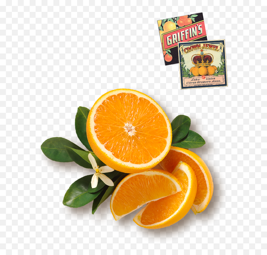 Download Orange Juice Png Image With No Background - Pngkeycom Orange Juice,Orange Juice Png