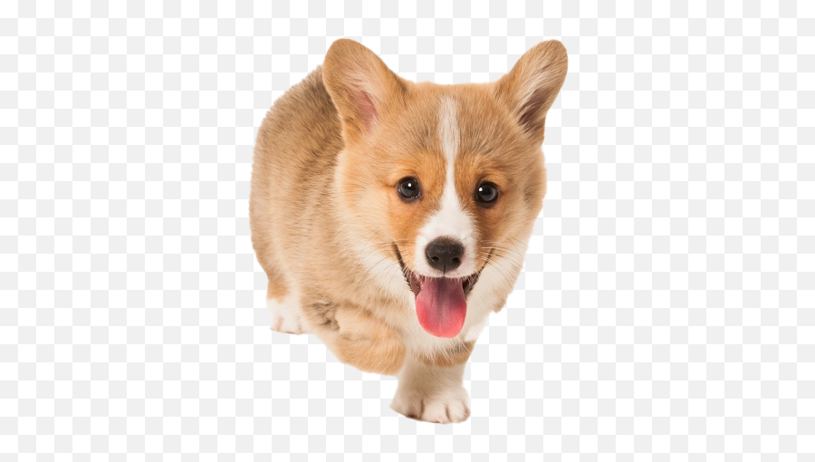 Corgi Png Transparent Picture - Corgi Puppy Transparent Background,Corgi Png