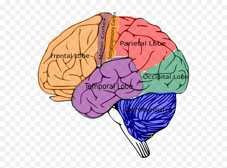 Brain год. Нейропластичность мозга упражнения. Нейропластичность мозга упражнения для нейропластичности. Упражнения для мозга в картинках. Нейропластичность улучшает состояние мозга.