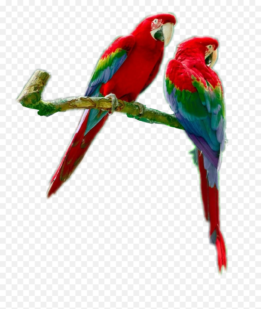 Rainforest Clipart Macaw Picture 1972775 - Parrots Png,Macaw Png