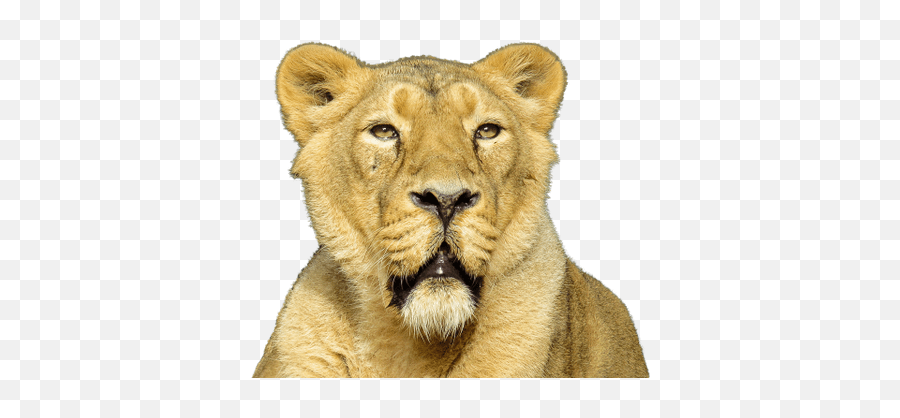 Lions Transparent Png Images - Stickpng Leon Png Transparente,Lion Roar Png