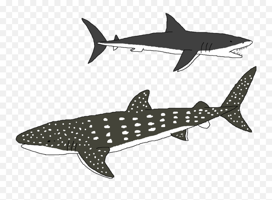 Whale Shark Transparent Png Image - Tiger Shark,Whale Shark Png