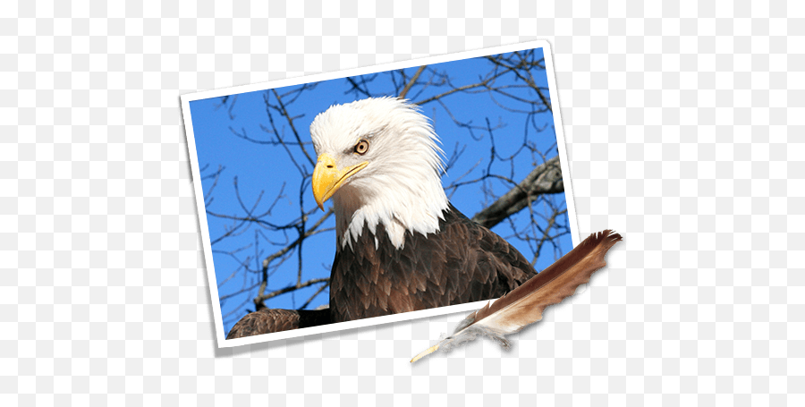 Download Where Eagles Fly Road Trip Car - Bald Eagle Png,Eagle Feather Png