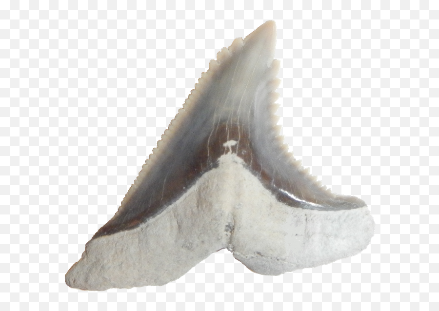 Hemipristis Shark Teeth U2014 Steemit - Fossil Png,Shark Teeth Png