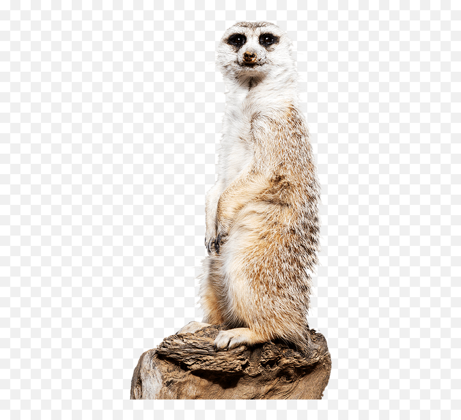 Meerkat Png 1 Image - Meerkat Png,Meerkat Png