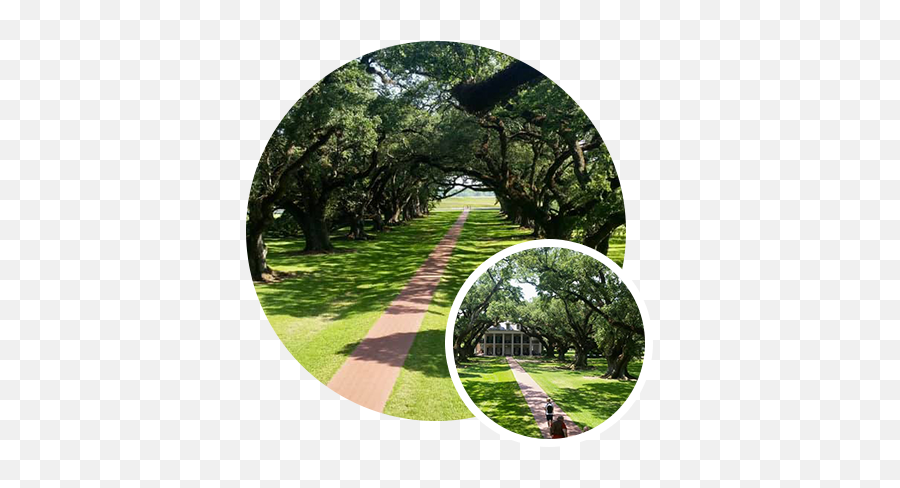 Historic Live Oak Tree Care Baton Rouge - Live Oak Trees Baton Rouge Png,Live Oak Png