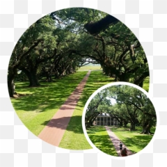 Historic Live Oak Tree Care Baton Rouge - Live Oak Trees Baton Rouge Png,Live Oak Png