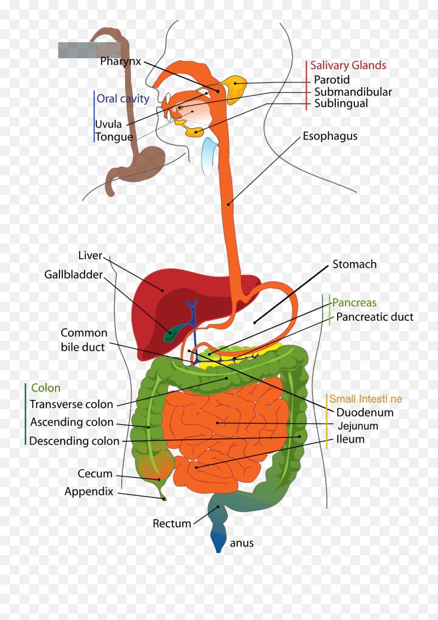 Digestive System Diagram En Svg Vector - Does Mechanical Digestion Take Place Png,Digestive System Icon