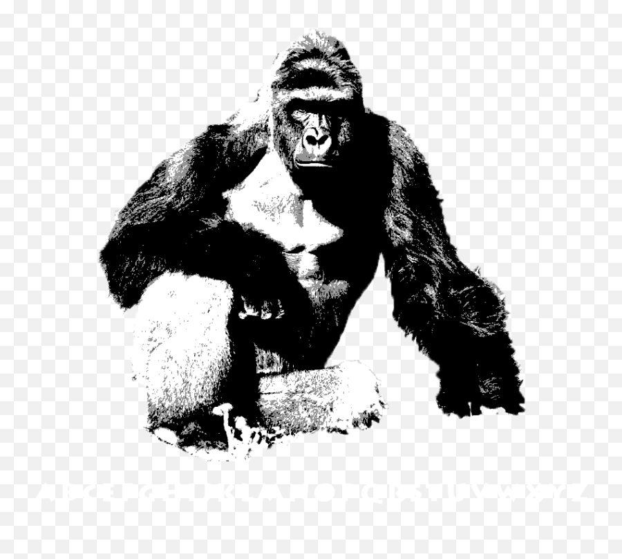 The D Is Out For Harambe - Delta Tau Delta Memes Png,Harambe Transparent