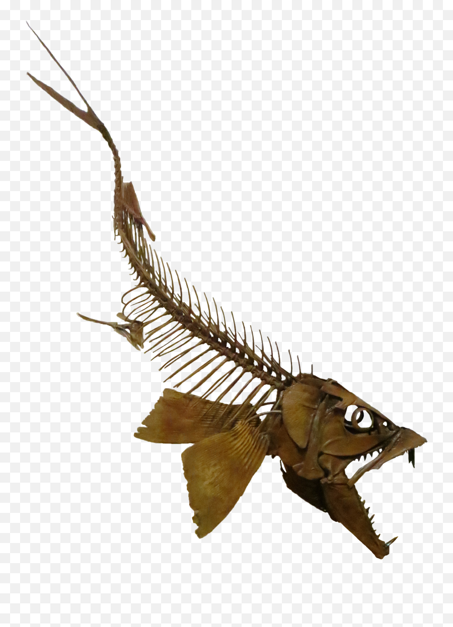 Fileenchodus Swimming Downpng - Wikimedia Commons Sabertooth Herring,Swimming Png