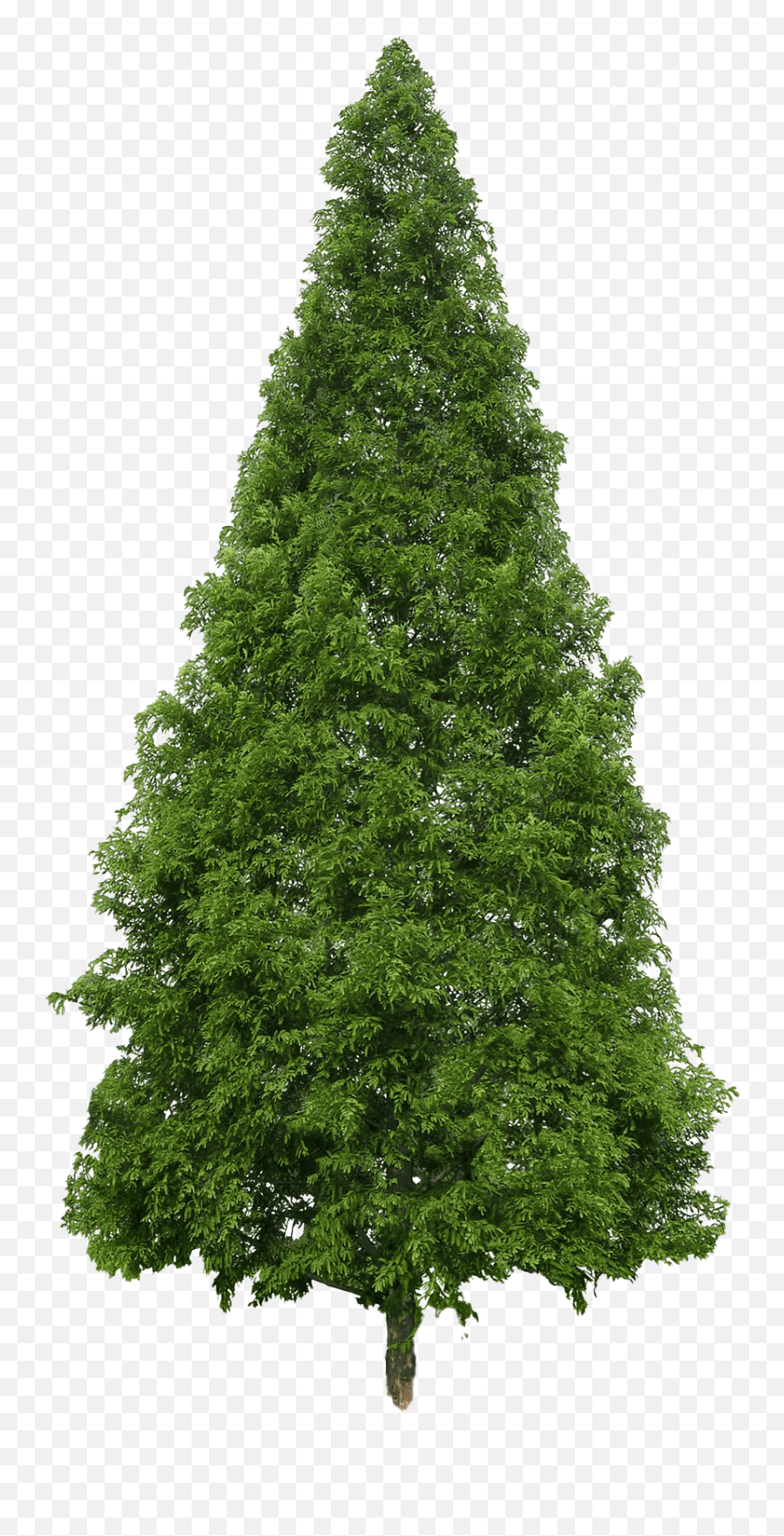 Evergreen Png Image - Evergreen Tree Png,Evergreen Png