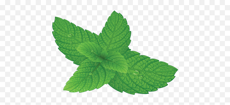 Download Hd Mint Leaf Png - Houseplant,Mint Leaf Png