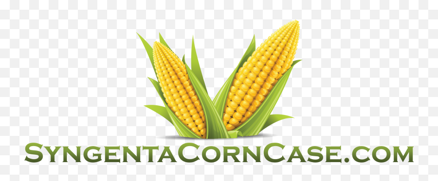 Download Hd View Larger Image Syngenta Corn Case - Corn Corn Vector Png,Corn Transparent