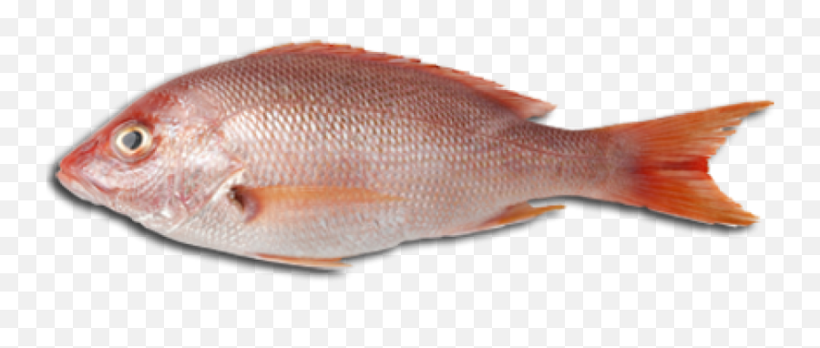 Download Red Fish Png - Transparent Png Png Images Fish Meat Clipart,Fish Png Transparent