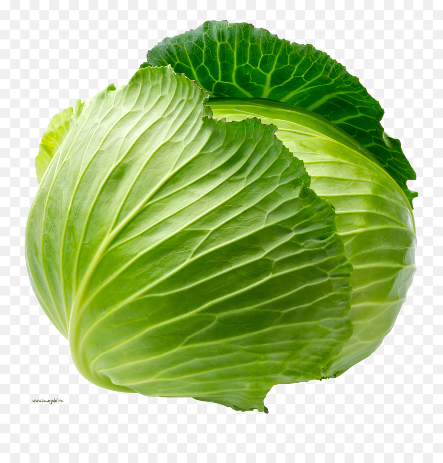 Cabbage Png Image - Cabbage Png,Cabbage Transparent