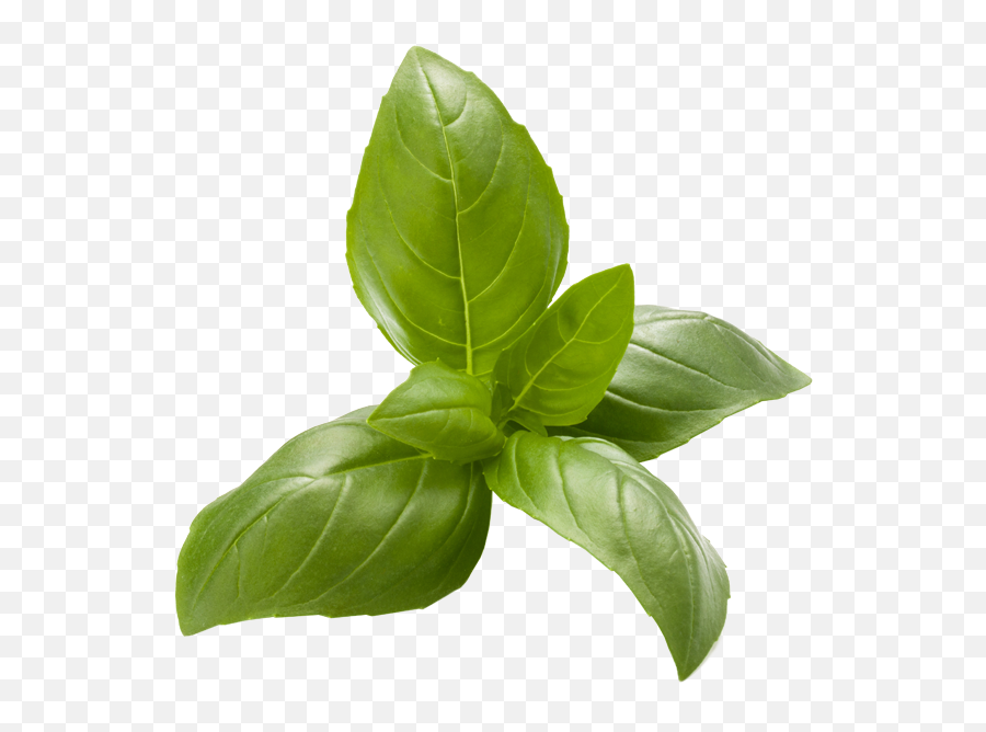 Basil Transparent Png Image - Leaf Vegetable,Basil Png