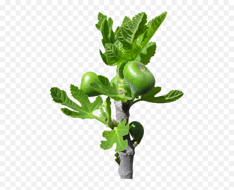 Fig Buds Fruit - Free Photo On Pixabay Houseplant Png,Fruit Tree Png