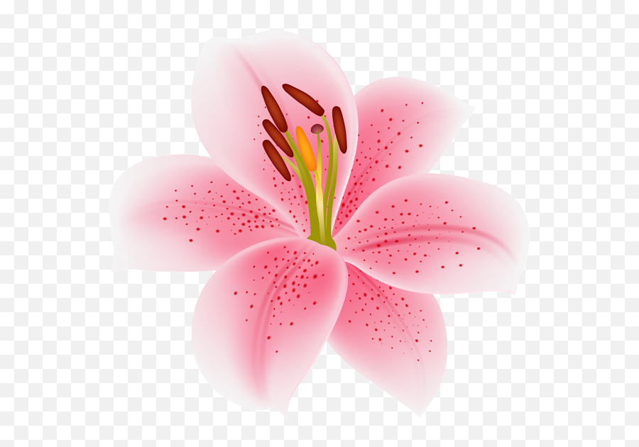 Pink Lilium Flower Transparent Image - Stargazer Lily Png,Lily Transparent