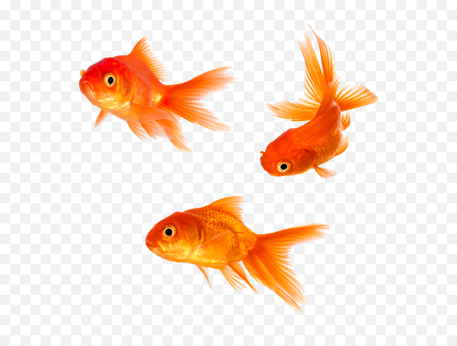 Goldfish Png Free Background - Transparent Background Gold Fish Png,Goldfish Transparent Background