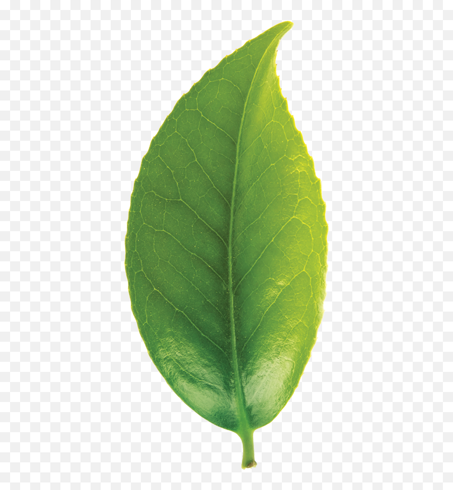 Tea Leaf Transparent Png Clipart Free - Bay Laurel,Tea Leaves Png