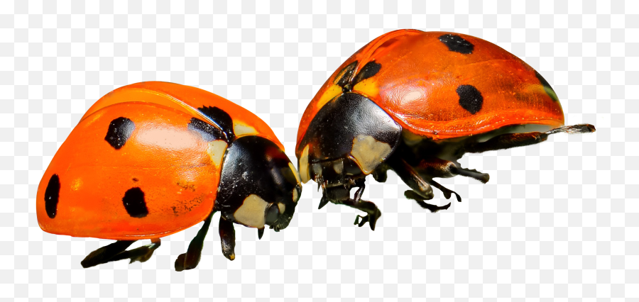 Download Ladybug Png Image For Free - Orange Ladybug Png,Ladybug Png
