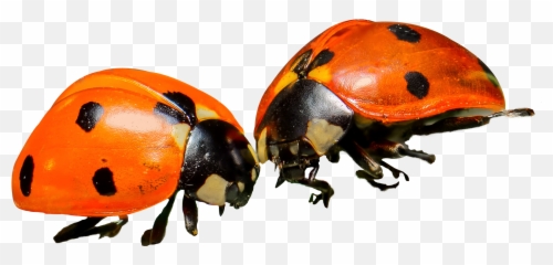 Download Ladybug Png Image For Free - Orange Ladybug Png,Ladybug Png
