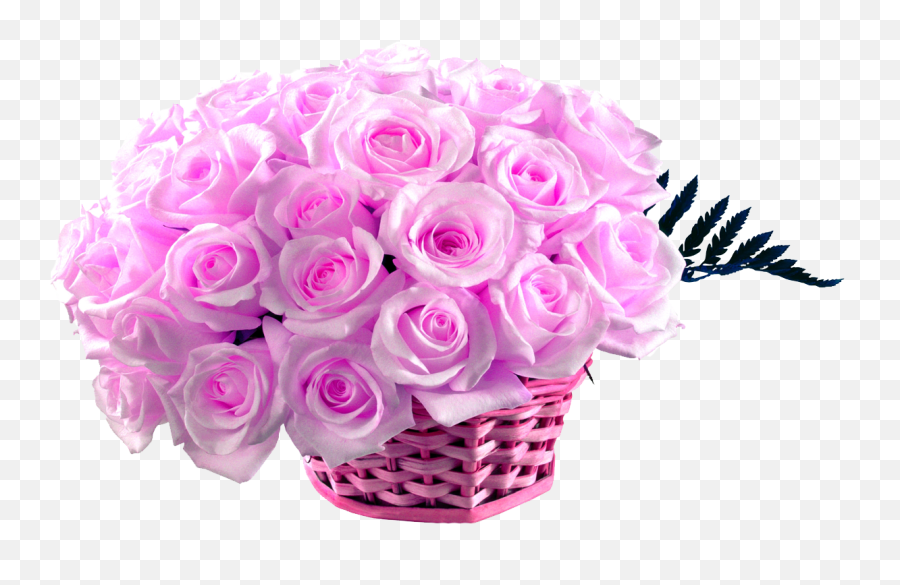 Flower Rose Hd Wallpaper 50 Pink Roses - Pink Rose Image Hd Png,Purple Roses Png