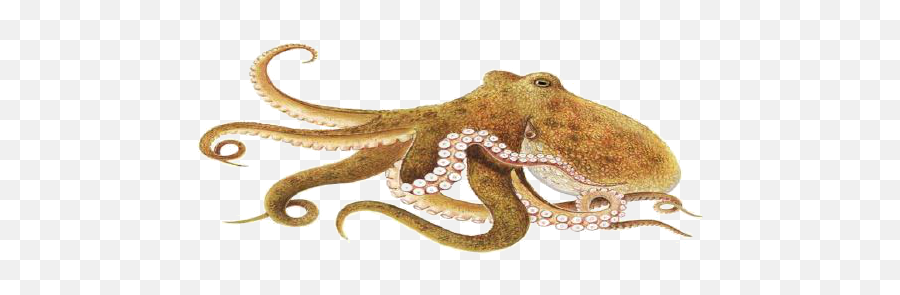 Octopus Png Photo - Octopus,Octopus Png