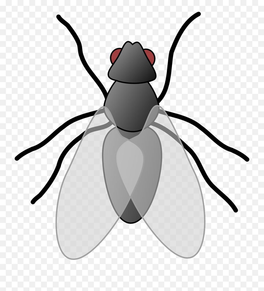 Fly Png Transparent Hd Photo - Fly Clipart,Fly Png