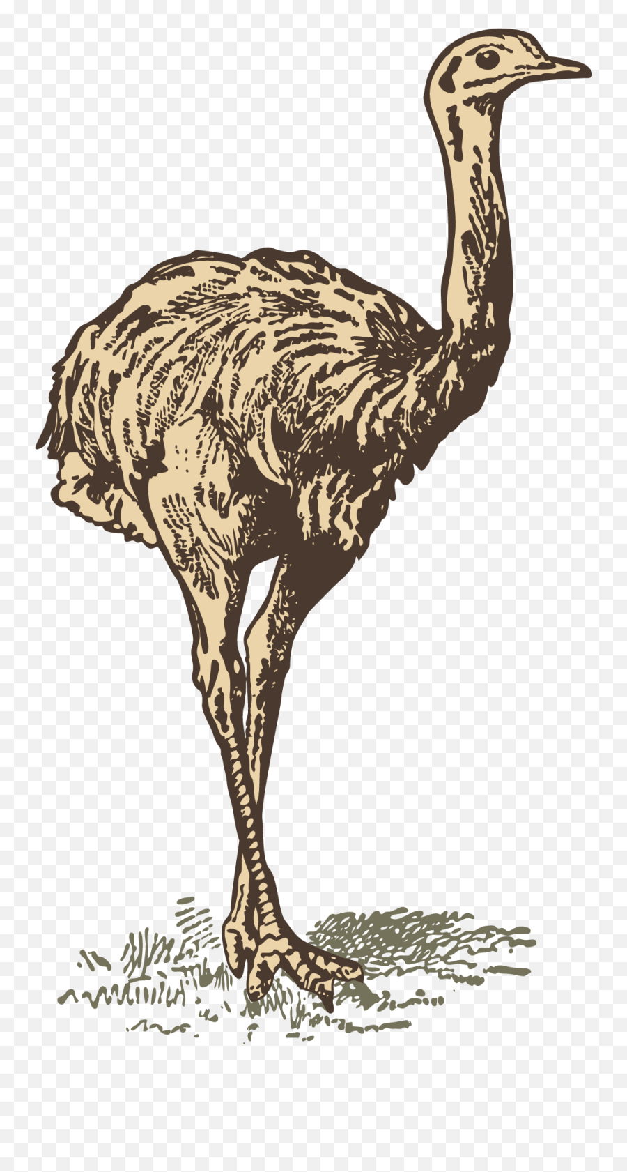 Download Common Ostrich Drawing - Drawing Full Animal Illustrations Png,Ostrich Png