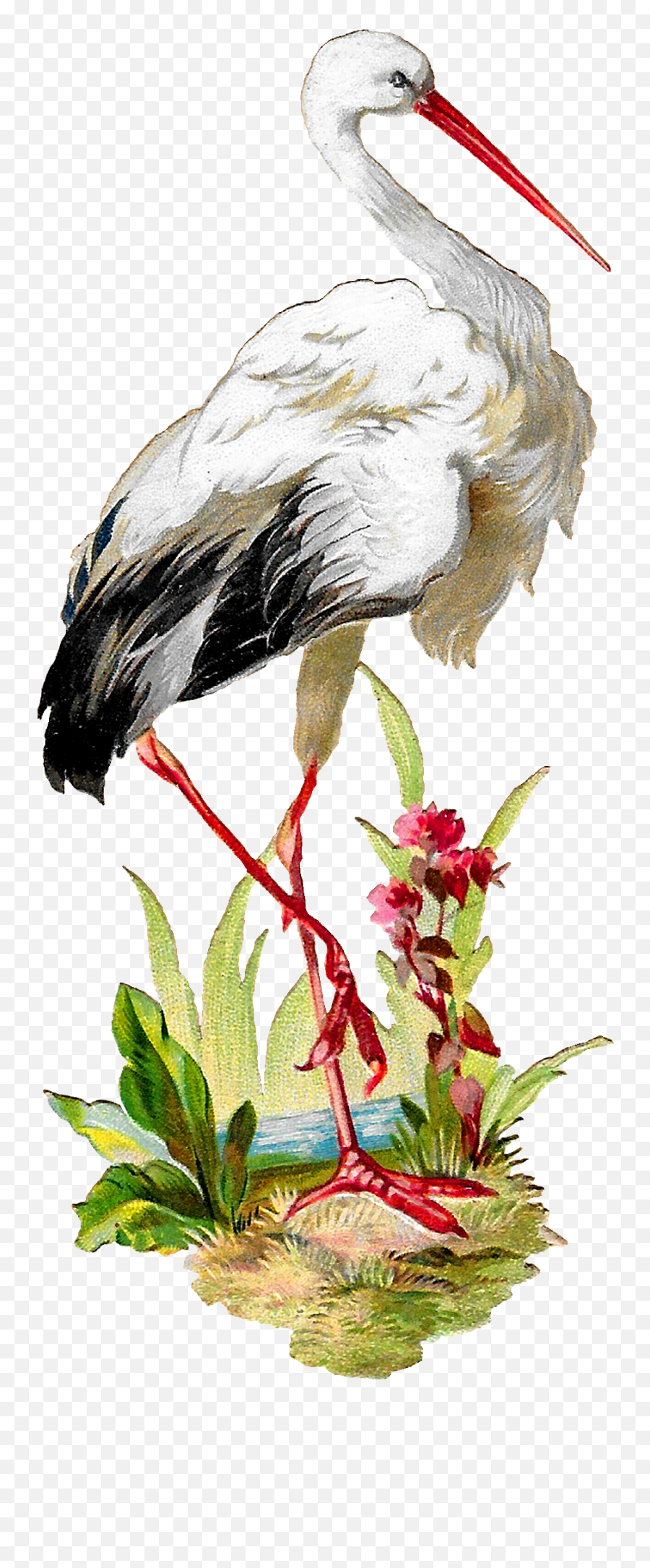 Antique Images Vintage White Stork Bird Clipart Artwork - Stork Vintage Png,Bird Clipart Png