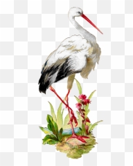 Antique Images Vintage White Stork Bird Clipart Artwork - Stork Vintage Png,Bird Clipart Png