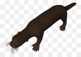 Miocene African Otter - Ancestors The Humankind Odyssey Wiki Animal Figure Png,Otter Png