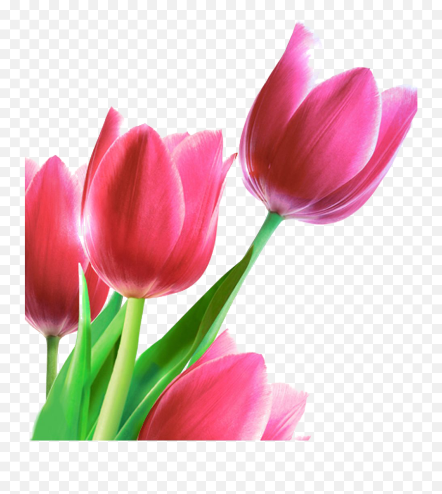 Tulip Png Transparent Images Free Download Real - Vizatime Me Lule Te Bukura,Tulips Transparent Background