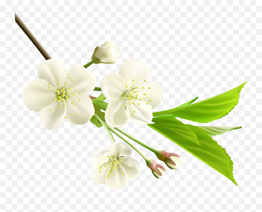 Magnolia Clipart Jasmine Flower - Jasmine Flower Png Hd,Green Flower Png