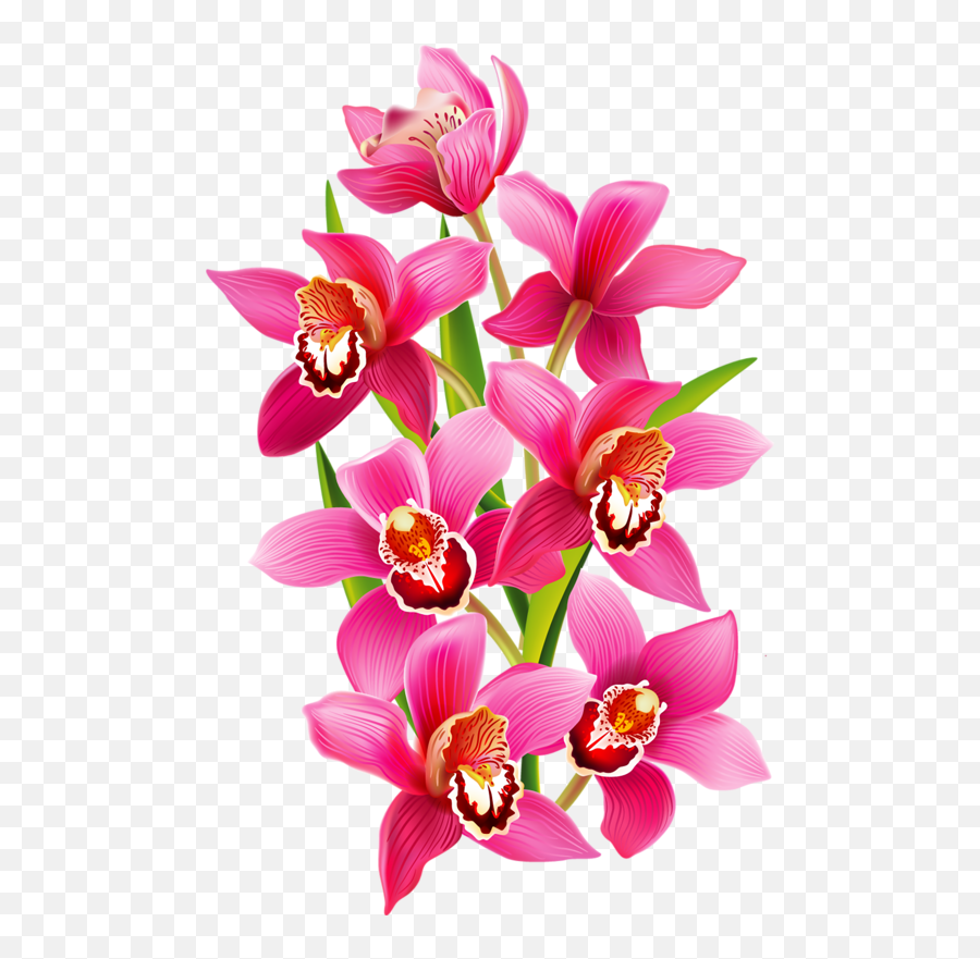 Download Fleurs Flores Flowers Bloemen Png Coloring Book - Orchids Vector,Orchids Png